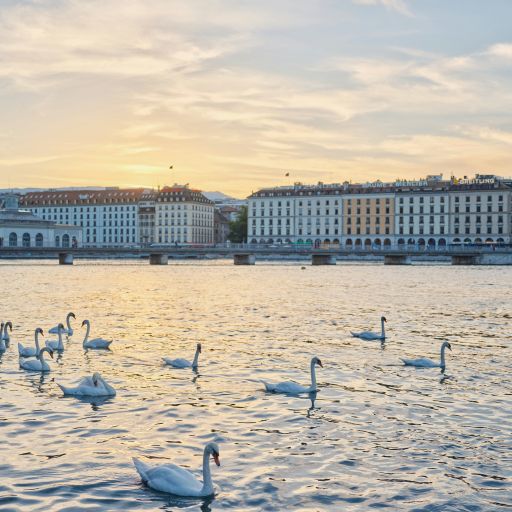 Swans on Geneva lake with buildings in background